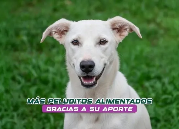 Hoy, los perritos de la Fundación Amigos Fieles movieron la colita de alegría.