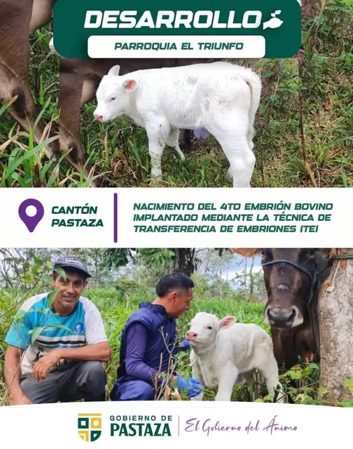 ¡Bienvenido el cuarto ternerito!